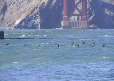Pelican-under-golden-gate-bridge